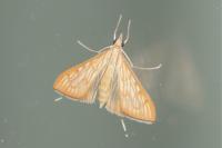Antigastra catalaunalis