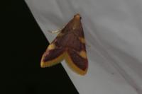 Hypsopygia costalis