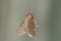 Hypsopygia glaucinalis