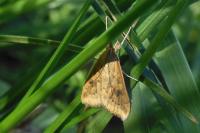 Udea ferrugalis