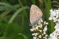 Polyommatus icarus