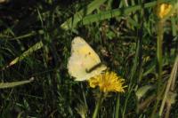 Colias crocea
