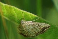 Evergestis pallidata