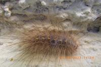 Paidia rica