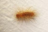 Paidia rica