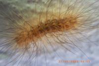 Paidia rica