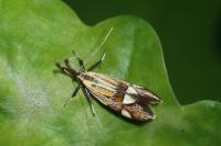Alabonia geoffrella