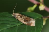 Archips crataegana