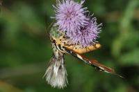 Euplagia quadripunctaria