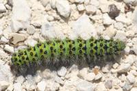 Saturnia pavonia