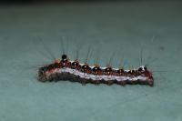 Acronicta tridens