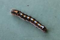 Acronicta tridens