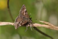 Erynnis tages
