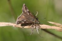 Erynnis tages