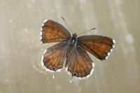 Cacyreus marshalli