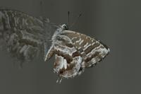 Cacyreus marshalli