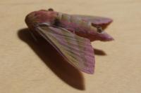 Deilephila elpenor