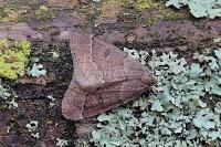 Theria primaria