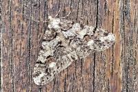 Agriopis leucophaearia
