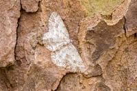 Ectropis crepuscularia