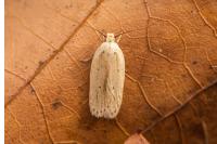 Agonopterix pallorella