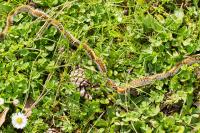 Thaumetopoea pityocampa