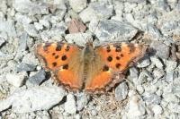 Nymphalis polychloros
