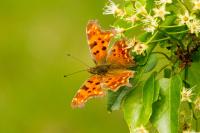 Polygonia c-album