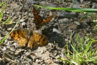 Lasiommata megera