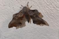 Laothoe populi