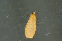 Wittia sororcula