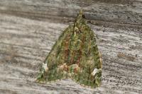 Chloroclysta siterata