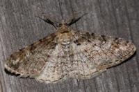 Cleora cinctaria