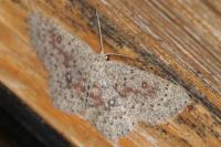 Cyclophora pendularia