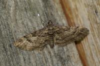 Gymnoscelis rufifasciata