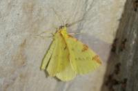 Opisthograptis luteolata