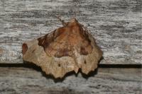 Selenia tetralunaria