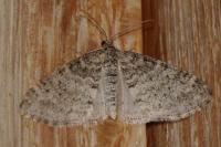 Lobophora halterata