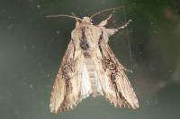 Egira conspicillaris