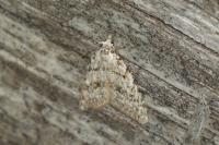 Nola cicatricalis