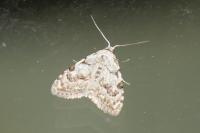 Nola confusalis
