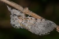 Cerura vinula