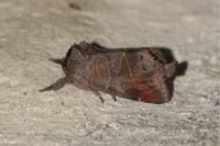 Clostera pigra