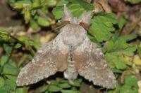 Stauropus fagi