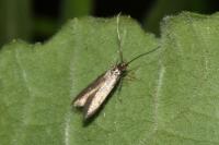 Coleophora lutarea