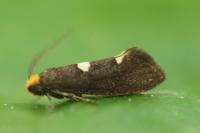 Incurvaria masculella
