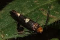 Incurvaria masculella