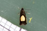Pammene trauniana