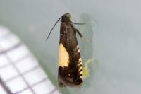 Pammene trauniana