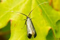 Adela reaumurella